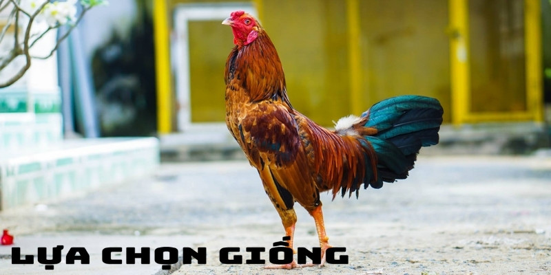 Cách nuôi gà đá bo lớn từ Win55: Bí quyết chăm sóc hiệu quả 2 Điều quan trọng nhất là lựa chọn giống gà