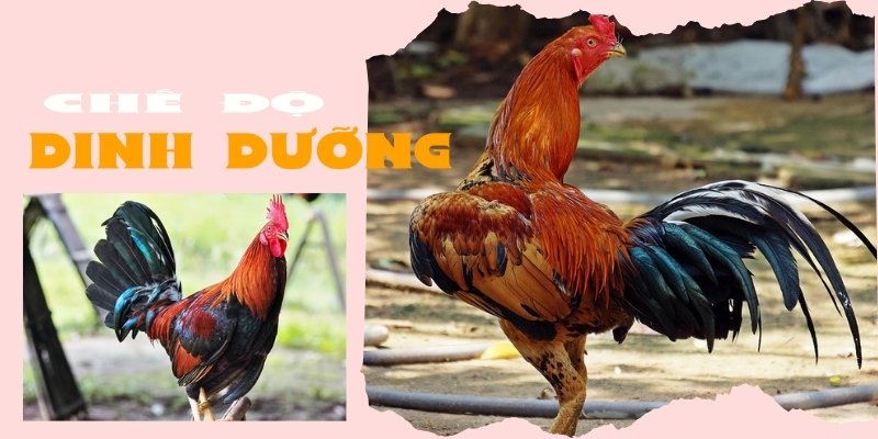 Cách nuôi gà đá bo lớn từ Win55: Bí quyết chăm sóc hiệu quả 3 Dinh dưỡng tạo nên cách nuôi gà đá bo lớn hiệu quả