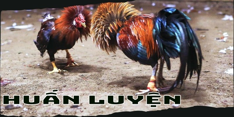 Cách nuôi gà đá bo lớn từ Win55: Bí quyết chăm sóc hiệu quả 4 Phương pháp huấn luyện gà đá bo lớn từ Win55