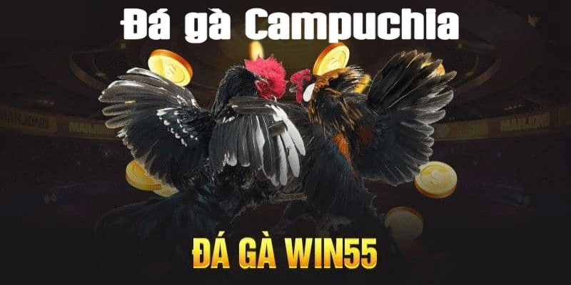 Đá gà Campuchia Win55: Sự hấp dẫn từ các trận đấu kịch tính 1 da ga campuchia 1