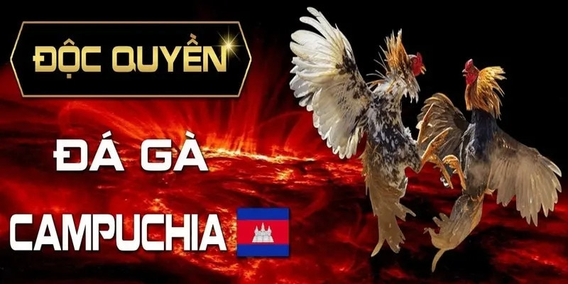 Đá gà Campuchia Win55: Sự hấp dẫn từ các trận đấu kịch tính 2 Độc quyền - Đá gà Campuchia Win55