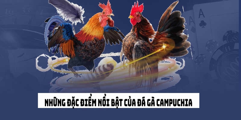 Đá gà Campuchia Win55: Sự hấp dẫn từ các trận đấu kịch tính 3 Giới thiệu đặc điểm nổi bật của đá gà Campuchia