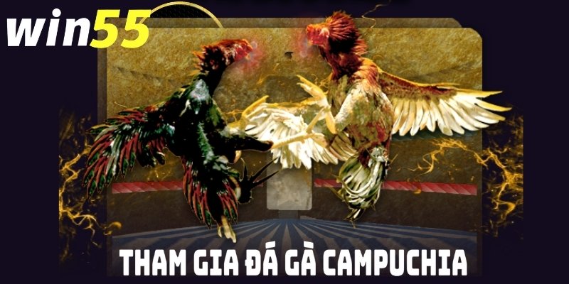 Đá gà Campuchia Win55: Sự hấp dẫn từ các trận đấu kịch tính 4 Hướng dẫn tham gia đá gà Campuchia Win55