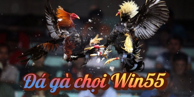 Đá gà chọi Win55 – Sân chơi đỉnh cao cho người yêu thích  2 Giới thiệu về đá gà chọi Win55