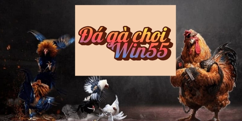 Đá gà chọi Win55 – Sân chơi đỉnh cao cho người yêu thích  3 Đá gà chợi mang lại trải nghiệm từ công nghệ, dịch vụ