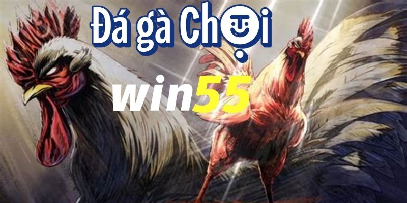 Đá gà chọi Win55 – Sân chơi đỉnh cao cho người yêu thích  4 Bí quyết chơi đá gà chọi có tỷ lệ thắng cao