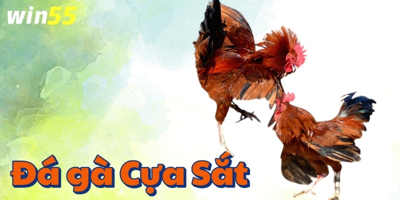 Điểm nổi bật của Đá gà cựa sắt Win55