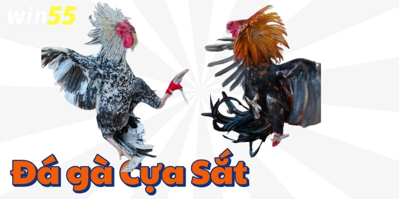 Sự hấp dẫn từ đá gà cựa sắt