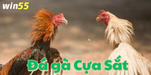 Bí quyết chơi đá gà từ người có kinh nghiệm