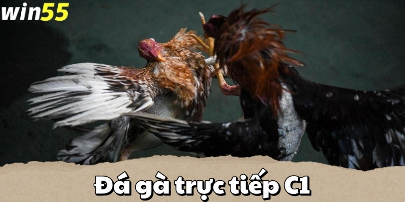 Tổng quan về Đá gà trực tiếp C1