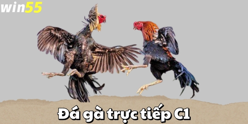 Đá gà trực tiếp C1 Win55 trở thành lựa chọn hàng đầu