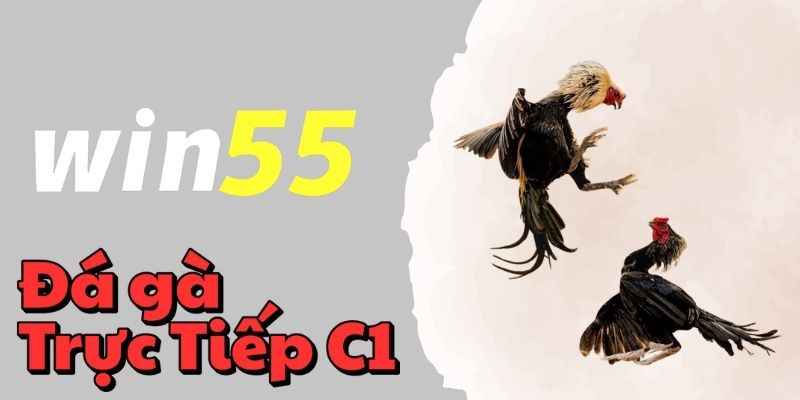 Hướng dẫn chơi đá gà hiệu quả